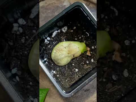 Growing a mango seed 🌱 2 year update! #plants #houseplants #mangotree #garden #plantcare