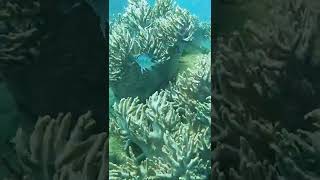 Vietnam Snorkeling, Nha Trang H&ograve;n Mun Islands | 베트남 나트랑 스노쿨링 #Shorts