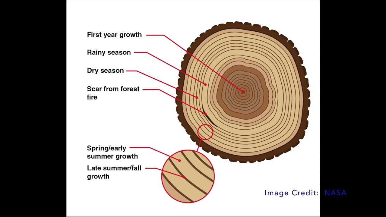 What do we learn from tree rings?