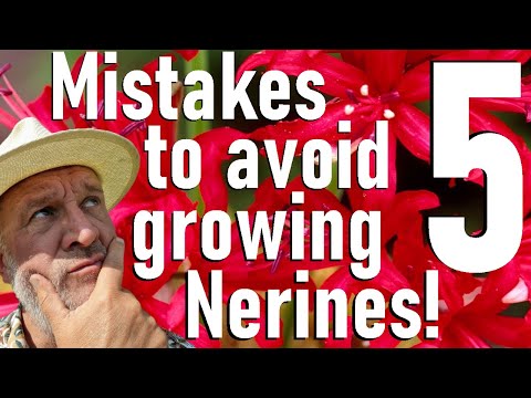 Five Mistakes to Avoid Growing Nerine bulbs - Guernsey, Spider or Jersey Lily: Nerine bowdenii