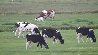 Koeien in de polder en meer........... 2019