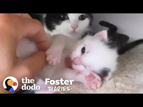 Cat Surprises Her Foster Mom With Kittens | The Dodo Foster Diaries