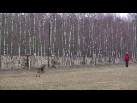 Dobby - obedience competition, Gamratka 5-6.03.2016