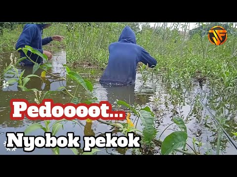 Nyobok pekok nyantol ceweet