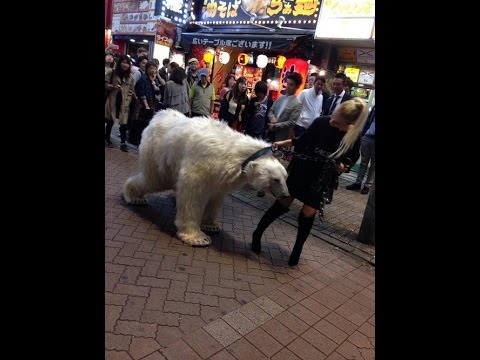 Un hombre ruso camina con un oso polar en la intersección de la línea Yamanote en la estación Shibuya Oso polar 8 de octubre
