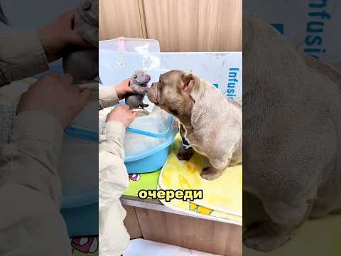 Эта собака впервые стала мамой ❤️🐶
