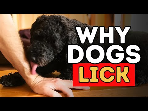 Why Does Your Dog Lick You?