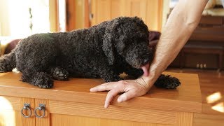 Why Does Your Dog Lick You?