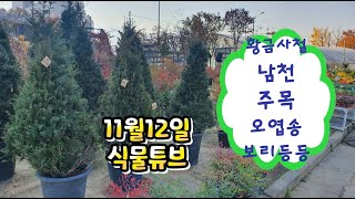 양재꽃시장 식물튜브 황금사철, 남천, 오엽송, 주목 등등   #양재꽃시장 #식물튜브 #plant tube #…