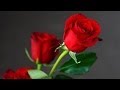 Acker BILK: The Rose