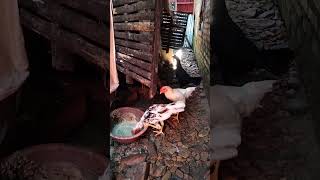 Download lagu CHICKEN'S COMBSā¼ļøCHICKENS WITH COMBS ARE USUALLY IDENTIFIED WITH FIGHTING, NAUGHTY, LIKE TO PECK,... mp3 Download lagu CHICKEN'S COMBSā¼ļøCHICKENS WITH COMBS ARE USUALLY IDENTIFIED WITH FIGHTING, NAUGHTY, LIKE TO PECK,... mp3