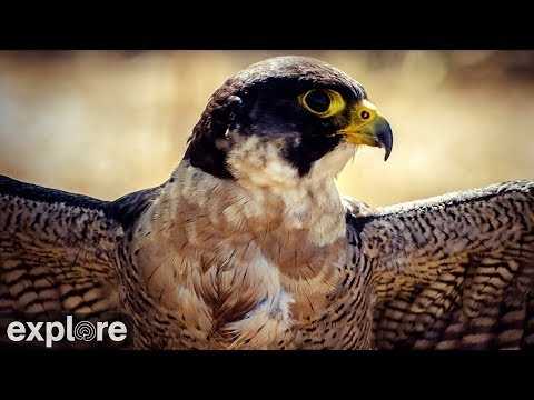 Live webcam view of Peregrine Falcon Nest at Great Spirit Bluff