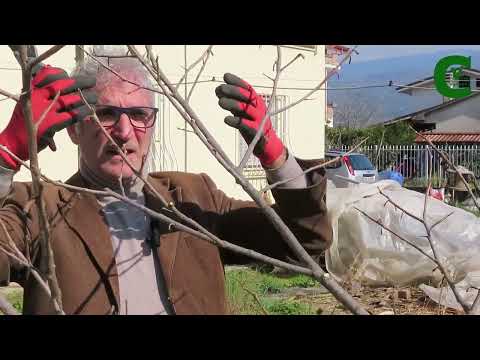 Potatura di allevamento del cachi a vaso (Diospyros kaki) Potare il kachi caki kaki