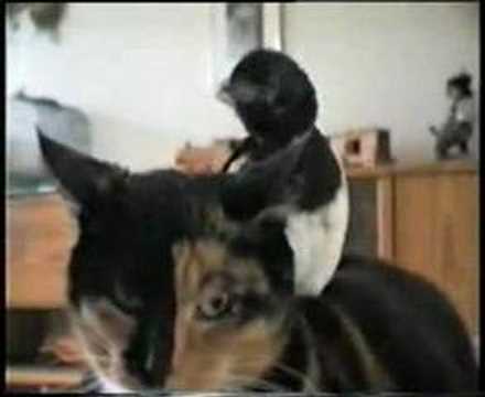 The magpie and the  cat Raisa