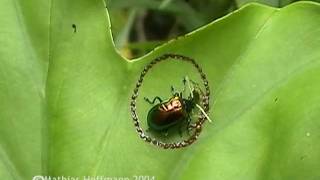 preview picture of video 'Blattkäfer nagt einen Kreis in ein Blatt und flieht, interesting behavior of a leaf beetle'