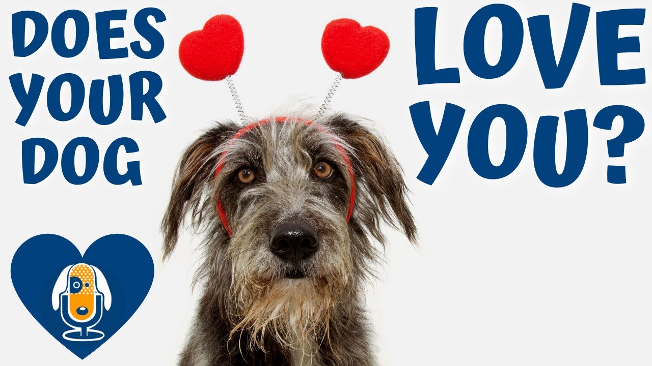 Does Your Dog Love You? Let’s Talk Relationships #80