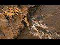 Lioness Tried To Climb Straight Out Of Hell While Crocodiles Hunted Beneath Her