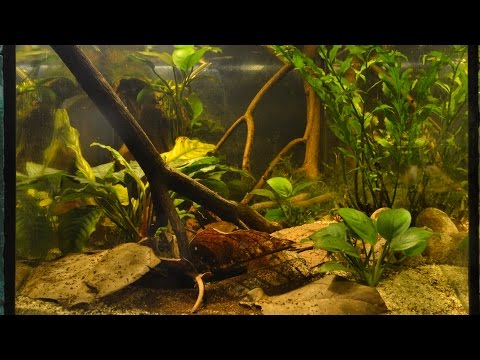 Congo Biotope - Dec. 2016