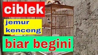 Download lagu Burung Ciblek dikeringkan di bawah sinar matahari agar dapat digunakan dengan baik dalam proses pembuatan bir. mp3
