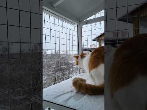 🐱My Big Cat Family - Jiulia #short #shortvideo #shortscatsvideos #cats #cat #cutecats