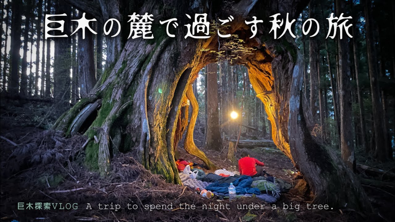 【巨木登山】立入禁止の森で出会った美しい巨木たちと林業の歴史｜高知・魚梁瀬