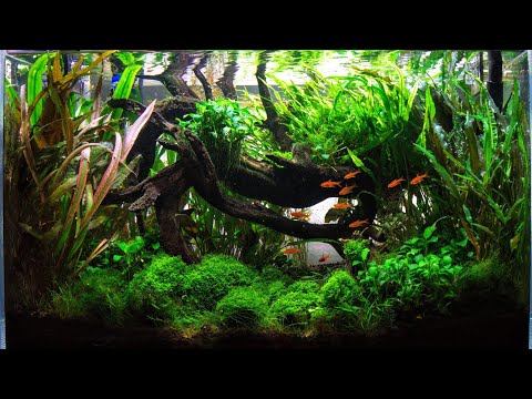 Aquascape Tutorial Guide | Bucephalandra Bog ADA 60P | Aquascaping