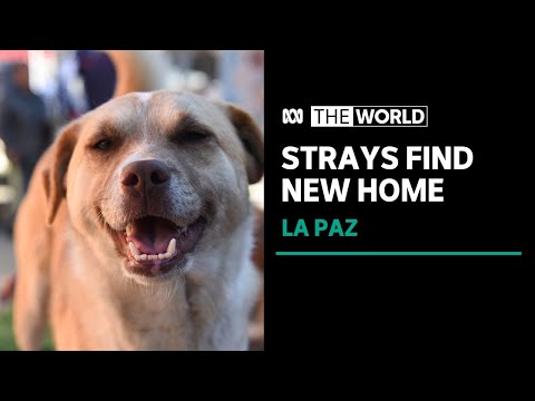 Bolivian community turns cable car into a dog rescue centre | The World