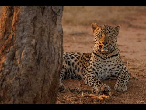 Botswana 2026, Carnet de Voyage