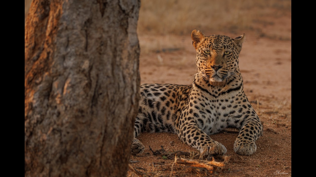 Botswana 2026, Carnet de Voyage