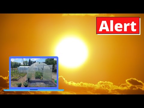 Upały a pomidory  Obniż temperaturę w tunelu i szklarni