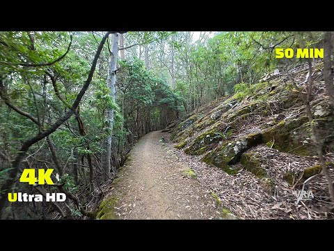 Virtual Run 4k Wild Trail Tasmania - Virtual Scenery for Treadmill