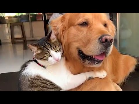 Super special Dogs and Kitties relationships ❤ CATS AND DOGS Awesome Friendship