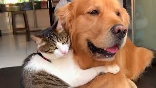 Super special Dogs and Kitties relationships ❤ CATS AND DOGS Awesome Friendship