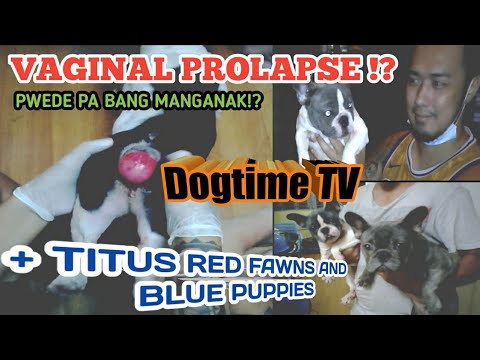 HOW TO BREED FRENCH BULLDOG WITH VAGINAL PROLAPSE | BLUE FRENCH PUPPIES | Dogtime TV