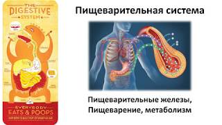 8.2 Пищеварение и метаболизм (8 класс) - биология, подготовка к ЕГЭ и ОГЭ 2019