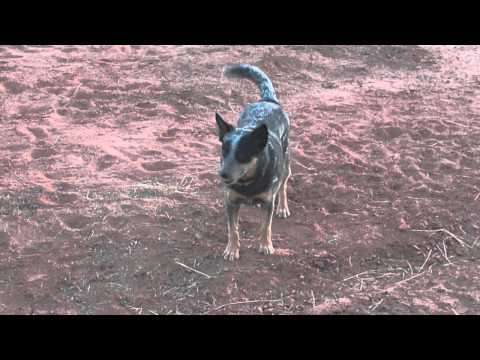 Toomba Gopi Frazier Playing