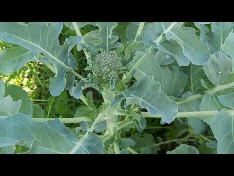 , title : 'Broccoli - cum se cultiva, planteaza si se ingrijeste'