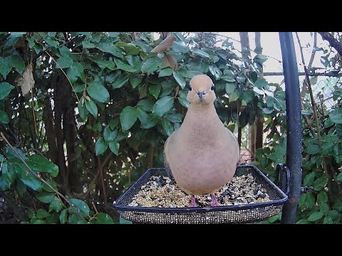Mourning Dove