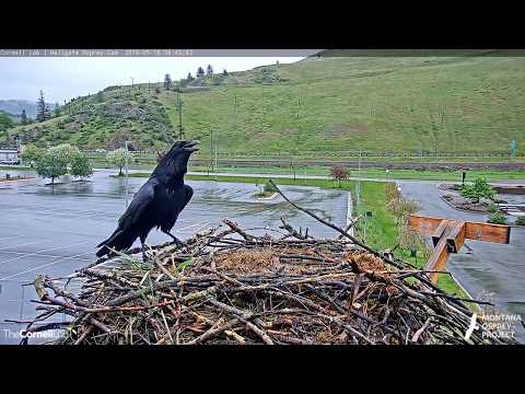 Common Raven Takes Second Egg from the Hellgate Nest, May 18, 2019
