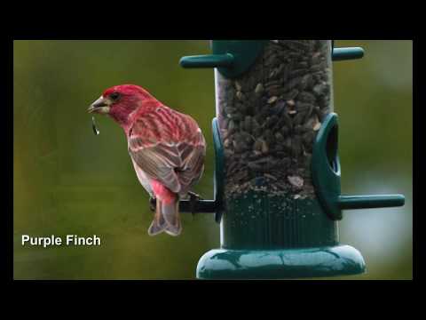 Southern Ontario Feeder Birds