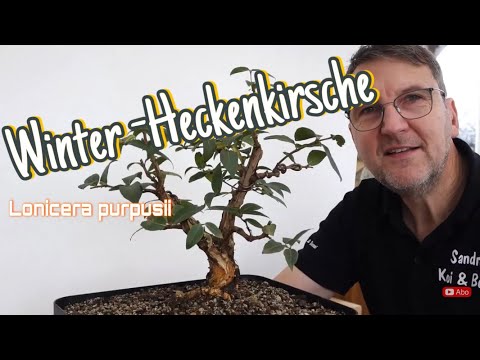 Erstgestaltung Winterheckenkirsche -aus Busch wird Baum Pre-Bonsai 2023/42