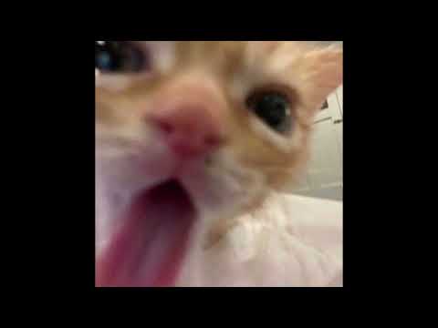 *FREE FOR PROFIT* Digicore x Hyperpop x Glitchcore type beat - harakiri (prod. xnc5er)