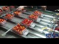 AUTOMATIC TRAY SEALER 