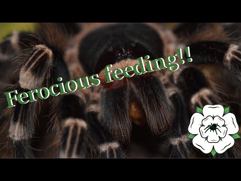 ABSOLUTELY FEROCIOUS 3 MINUTE FEEDING VIDEO!!