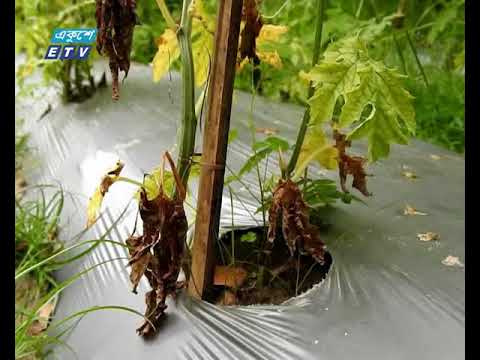 বিশেষ পদ্ধতিতে বর্ষা মৌসুমে শীতকালীন ফল ও সবজী চাষ