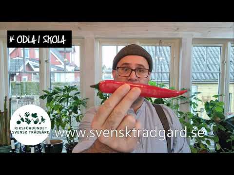 Odla unga odlare - start på 2022