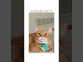 Your Adopdet WoW Meme Cat
