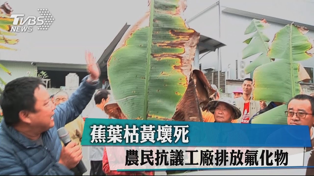 蕉葉枯黃壞死 農民抗議工廠排放氟化物