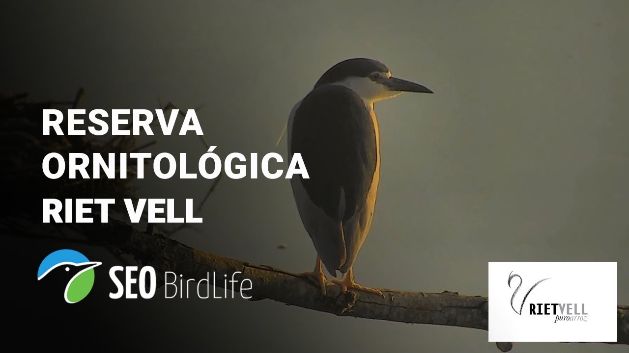 Live webcam view of Cámara de aves Riet Vell