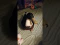 Duck Has Hiccups